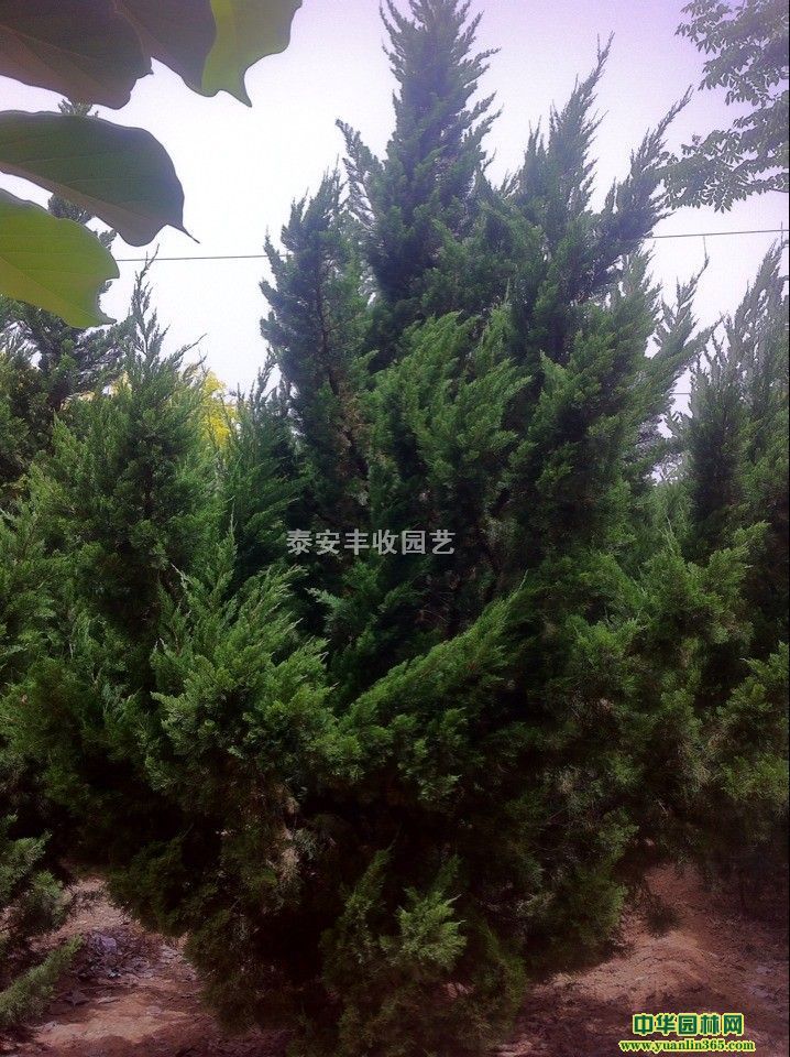 硢