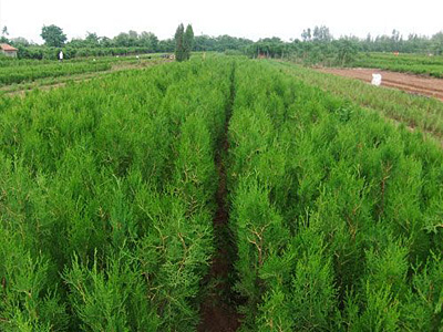 Ȱ