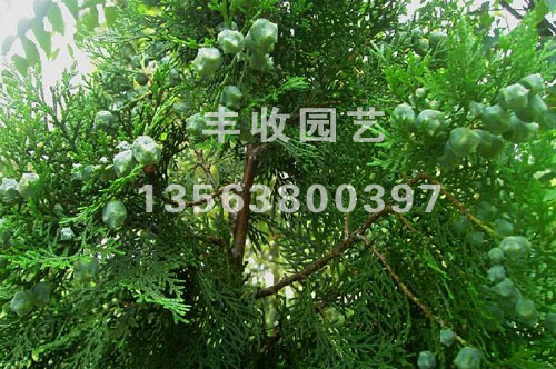 ̩50ւȰ̩SՈ@ˇ