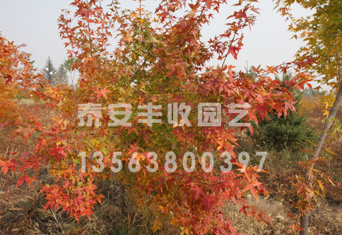 10Ǘ1000á̩ɽSՈ@ˇ
