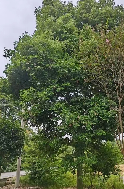 ù