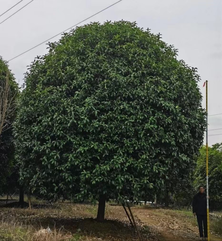 30