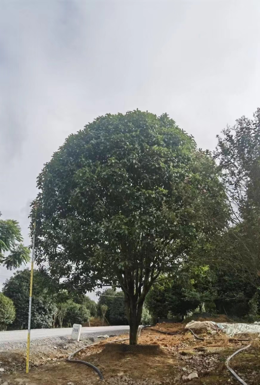¹