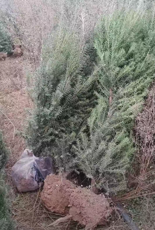tɼ