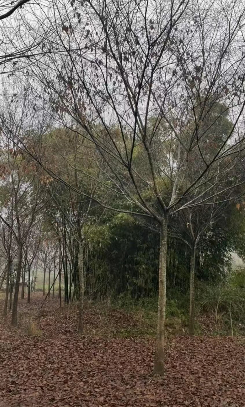 Θ