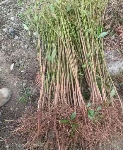 zľ
