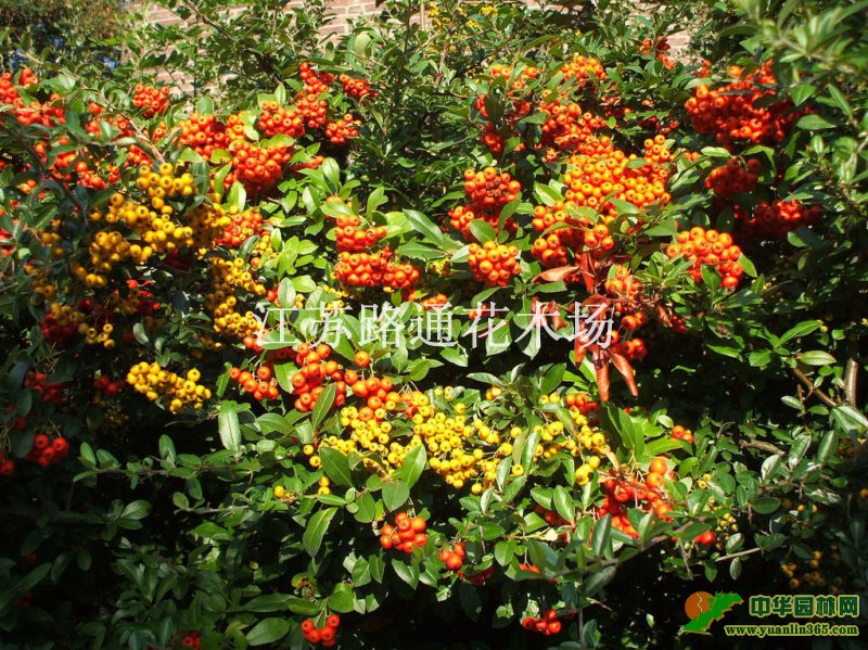 𼬶80cmڷ50cm