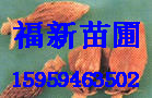 NӺͺN