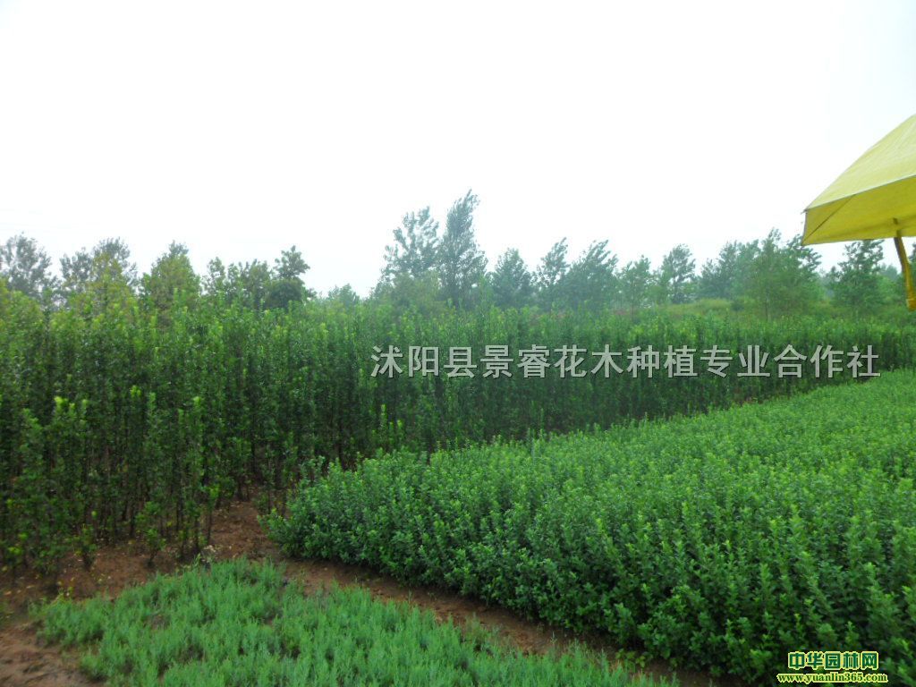SС