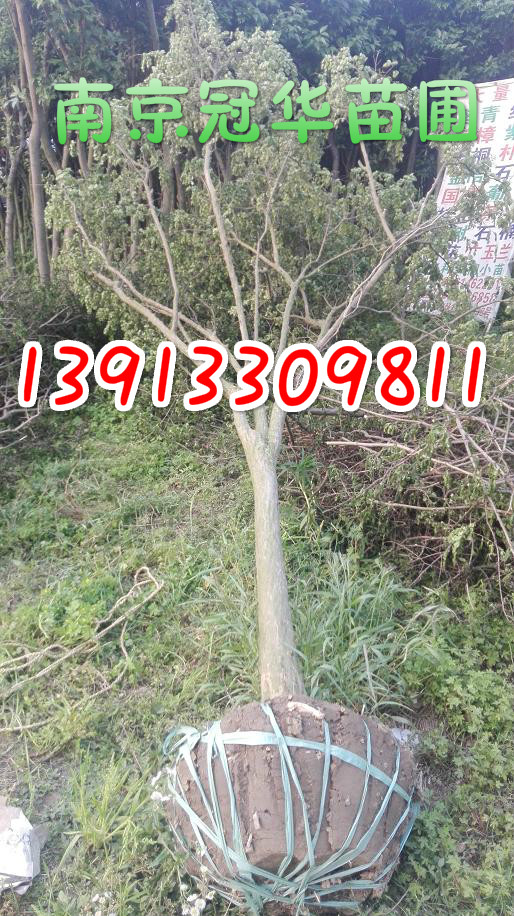 ޱa35791113ޱֱN