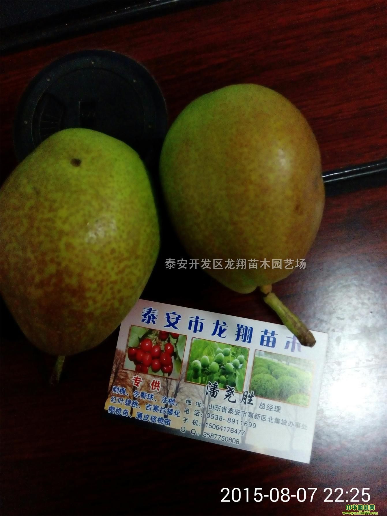 t硢t硢1ּt
