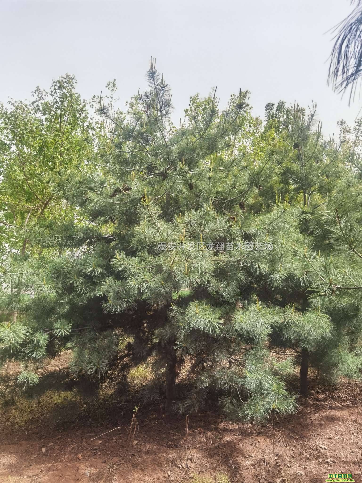 4AɽɾƷr