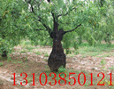 ޽ӗ硢t