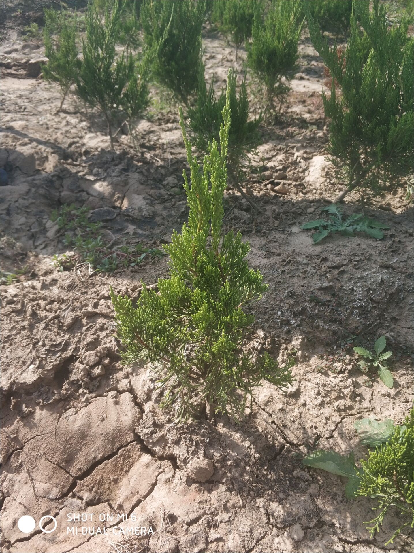 Сء