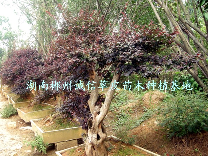 @־GØ䡢t^ľtľ