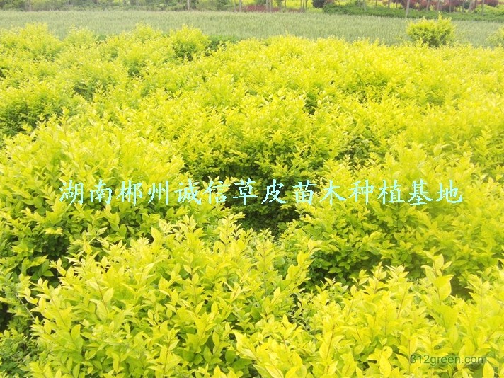Gľ硢~Ůؑ