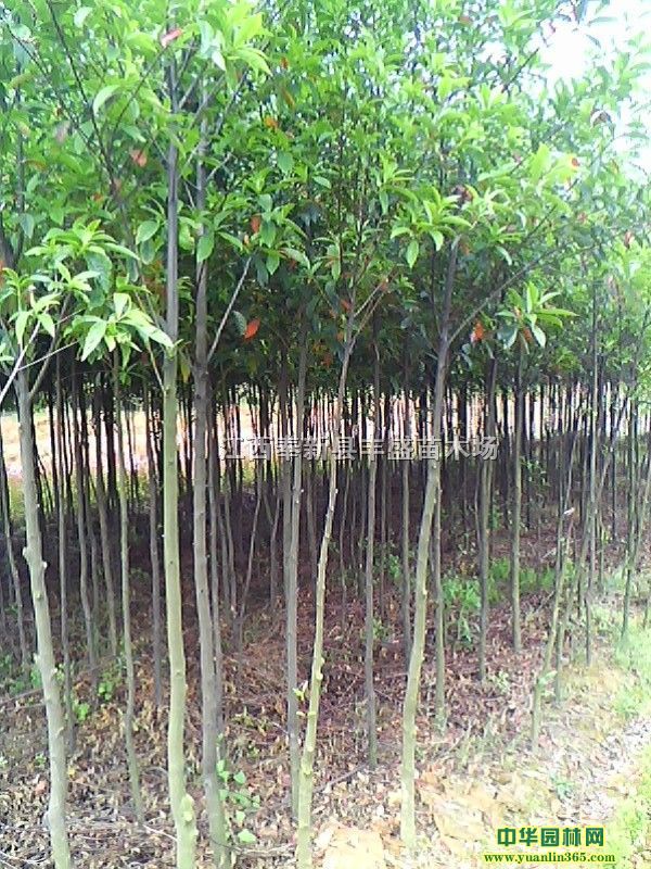 2-5ֶӢ20f