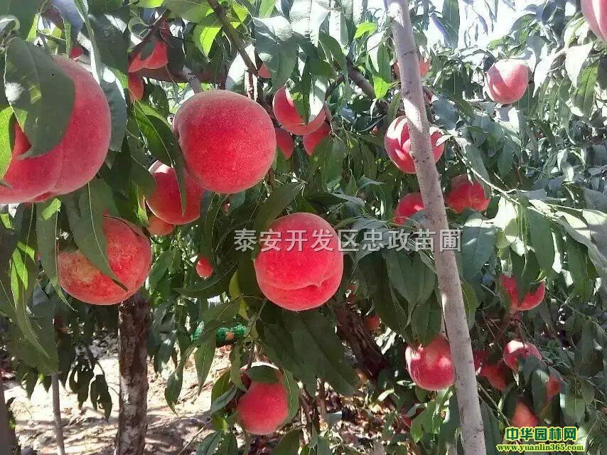 Ҙ硢Ҙ硢1ҘС