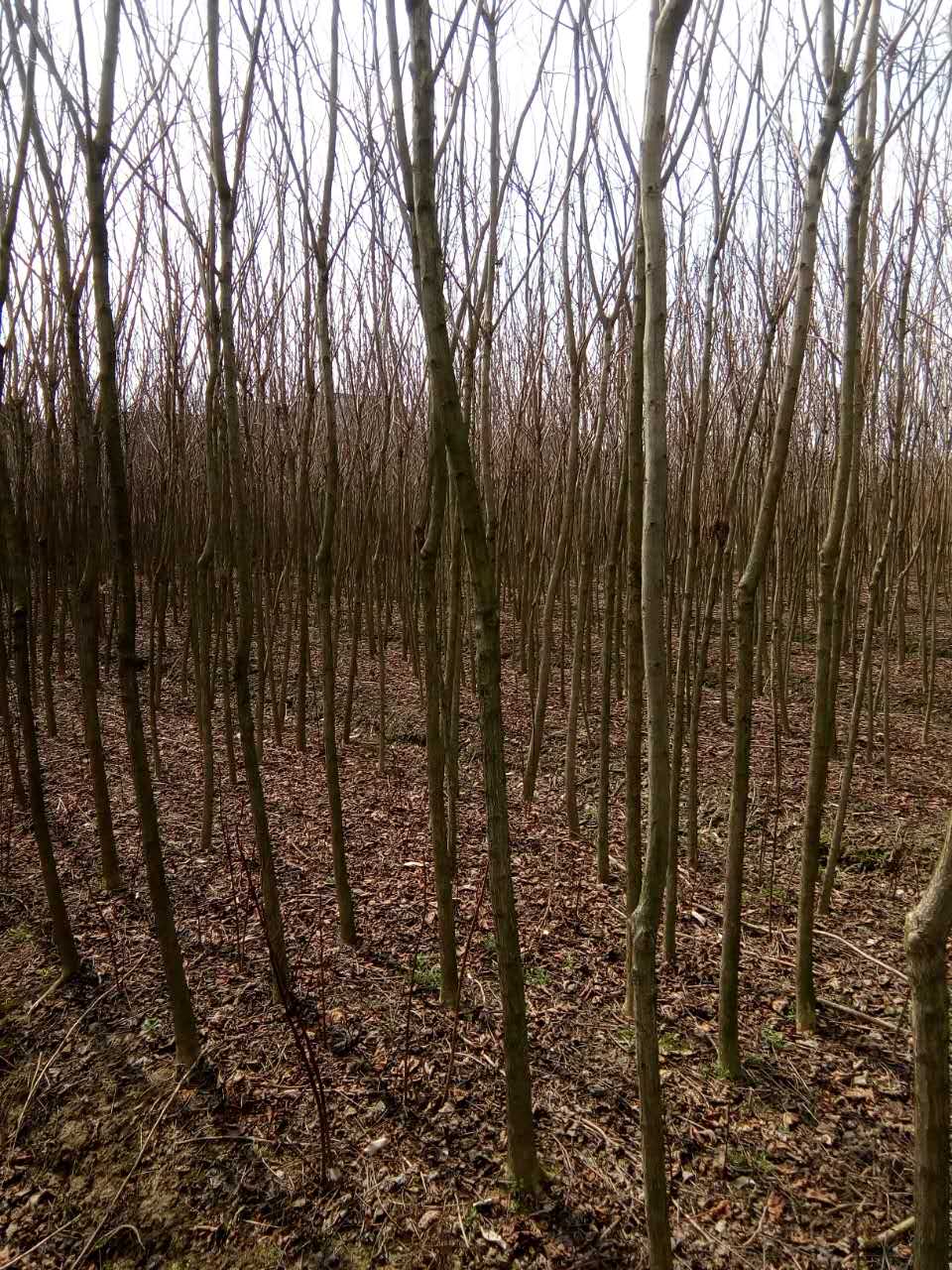 ľ5