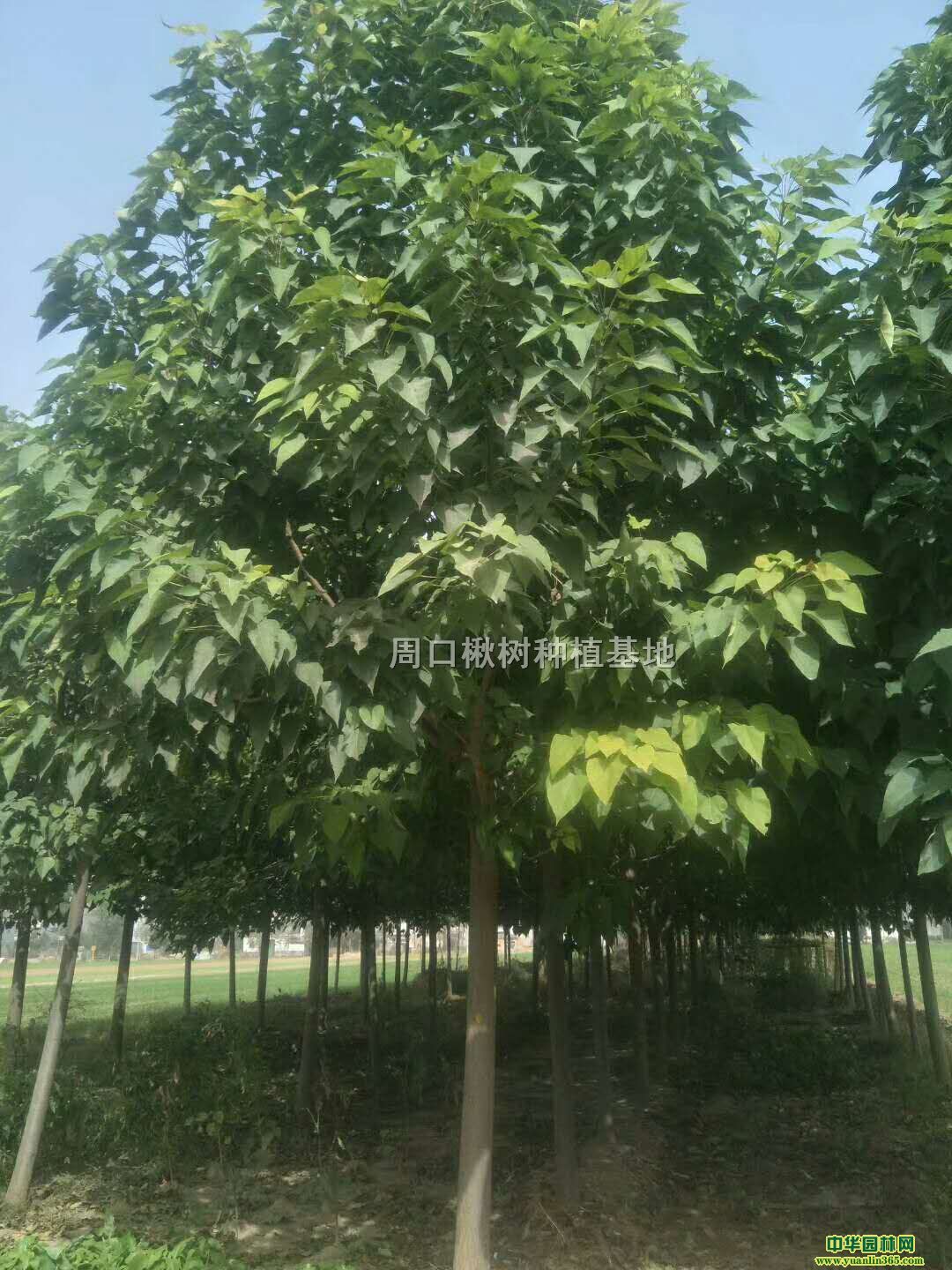 鱘䡢鱘С硢10鱘
