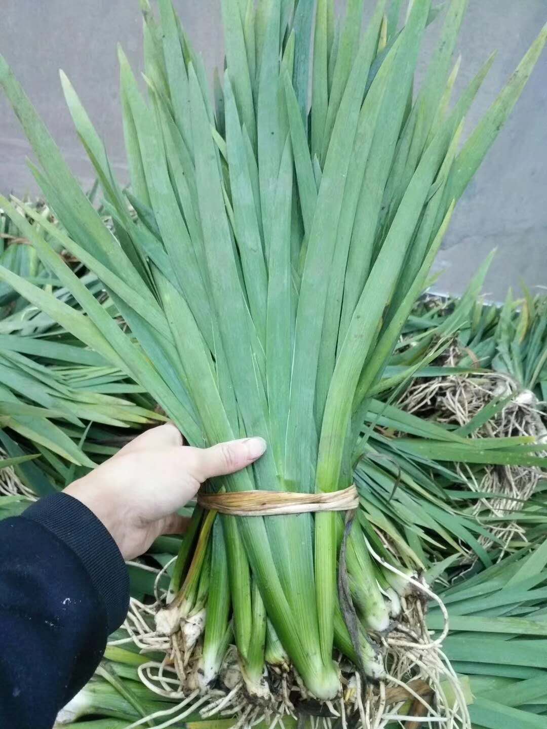 SβSβˮSβľ