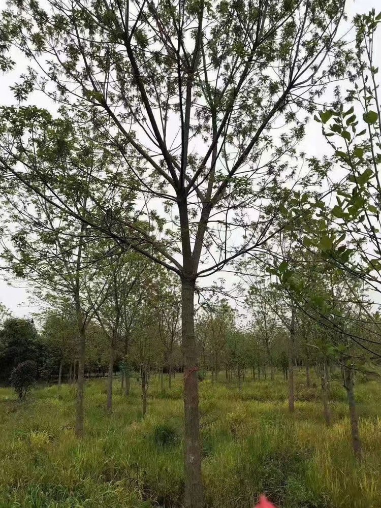 ľ