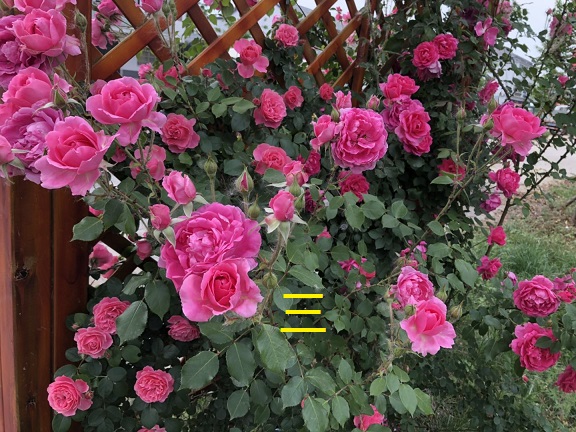 ٱ¼Сvʺ硢tľ㻨Nޱ
