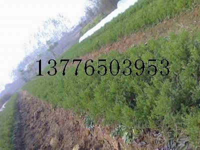 10-40ָuС硢С