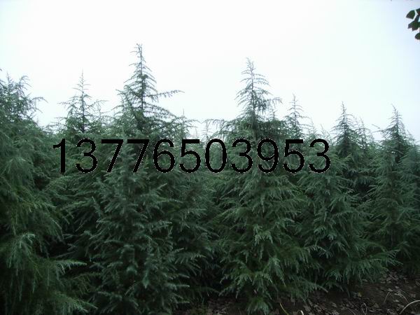 4׸ѩɡ΃