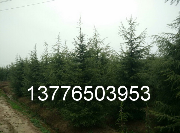 2-4ѩl(f)KϾѩɻ