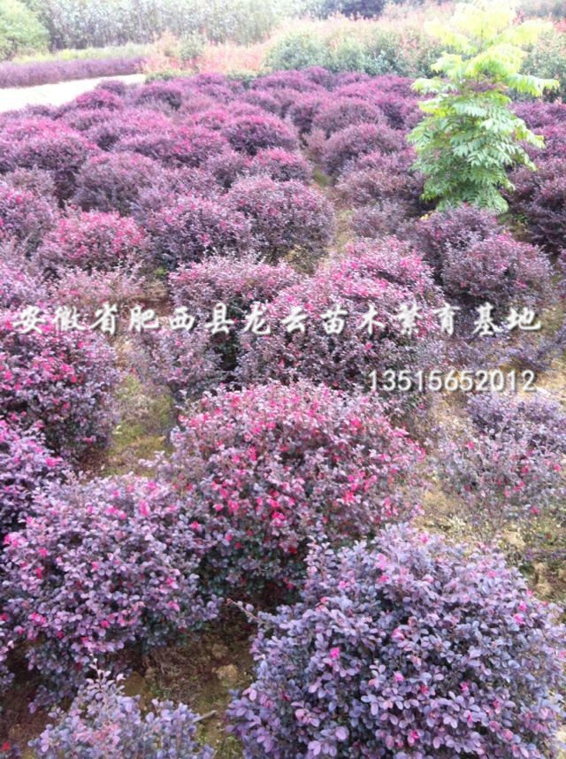 t^ľt~ʯ骡~S~Ůؑ