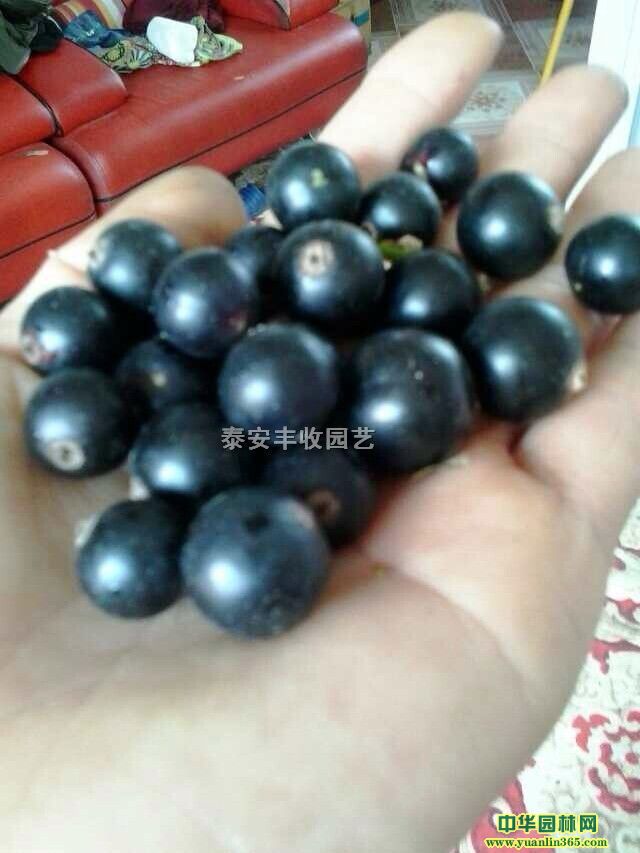 @ݮԡ{ݮ硢tݮ