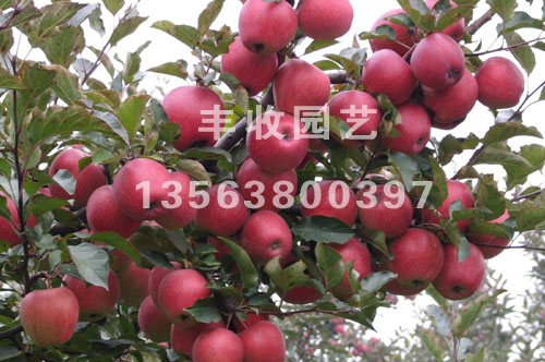 츻ʿO