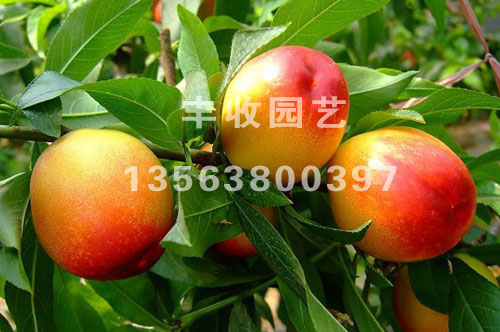 12̖硢12̖