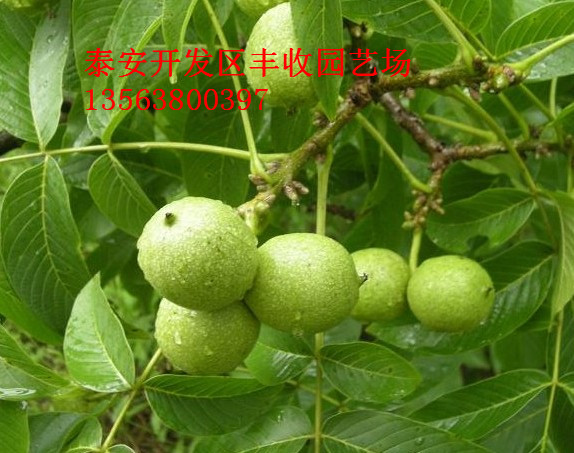 ½硢½rN