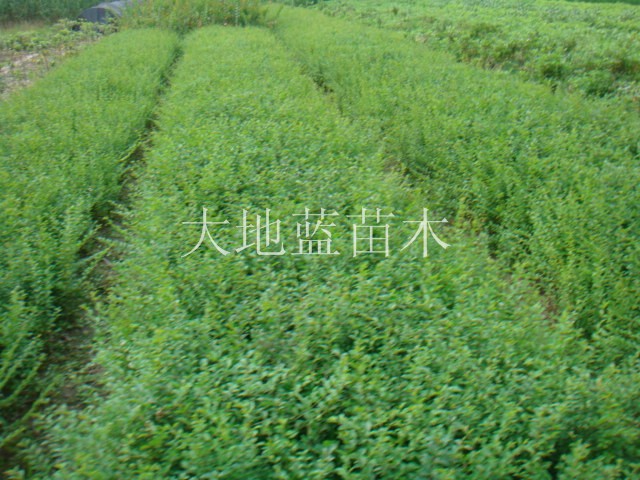 ~硢