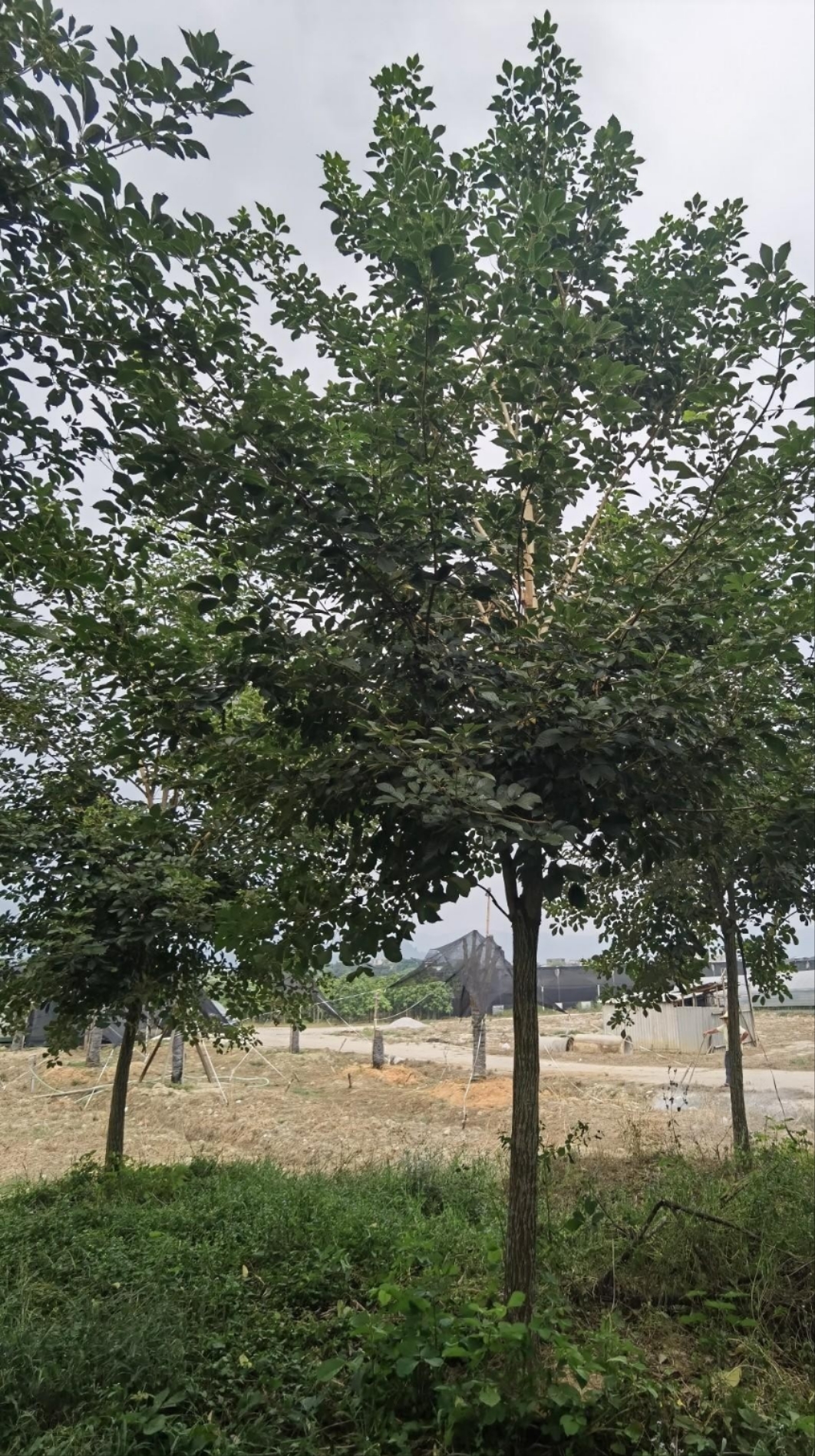 SLľ12