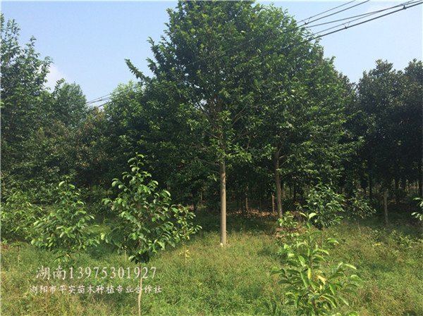 ƷЦ15~m15cm