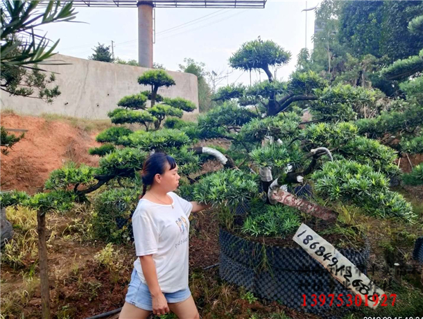 LƬ_h辰15cm-25cmh1.8m