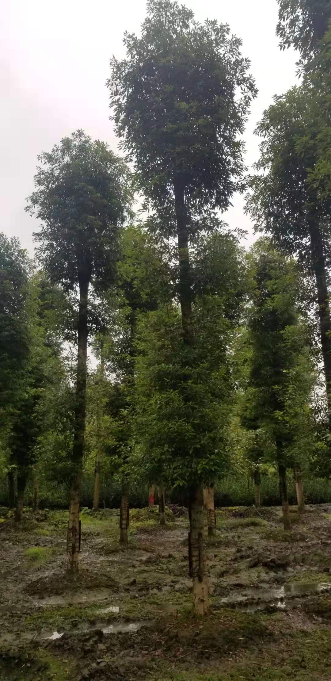 zľ