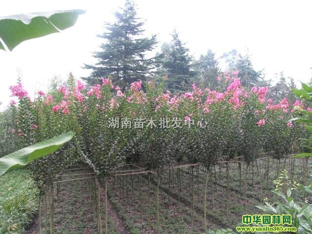 ޱС硢tɼС硢yС硢tС硢_hС硢ľ
