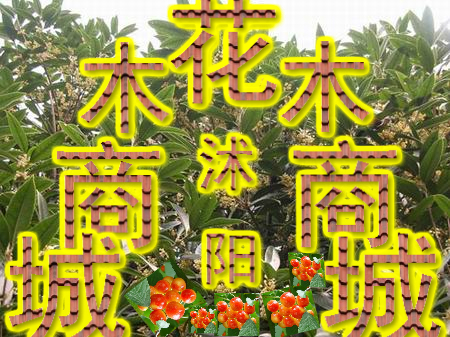 (yng)һľ̳