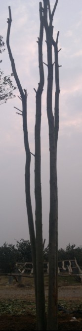 tDƬ