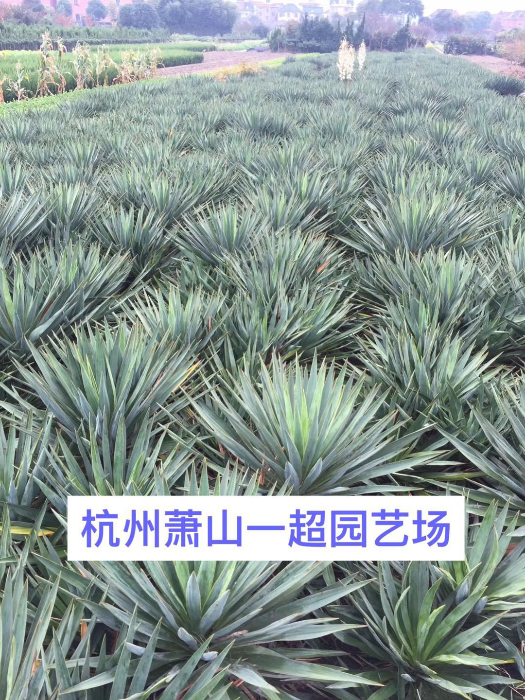 飬zmPβmDƬ
