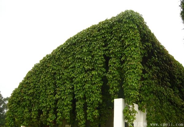 ɽDƬ