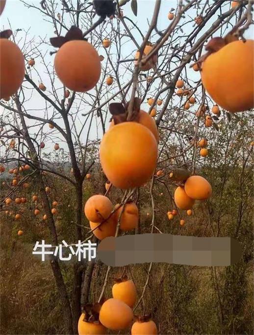 ţDƬ