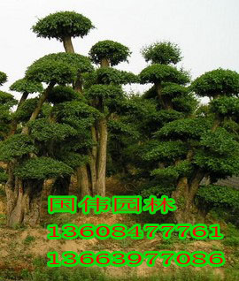 ^DDƬ
