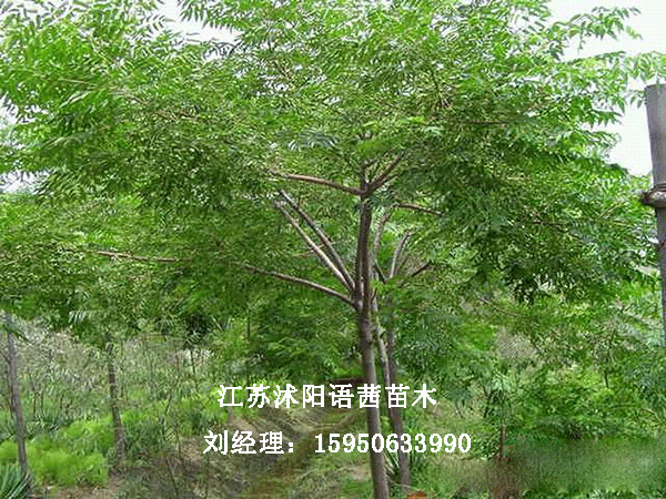 鬘DƬ