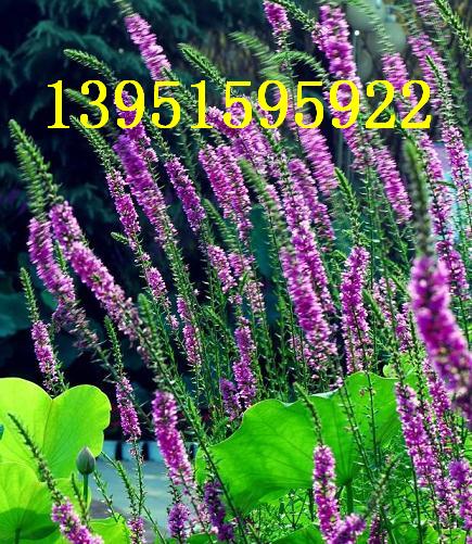 tǧ ׻ǧ ǧ  ˮ۲ˈDƬ