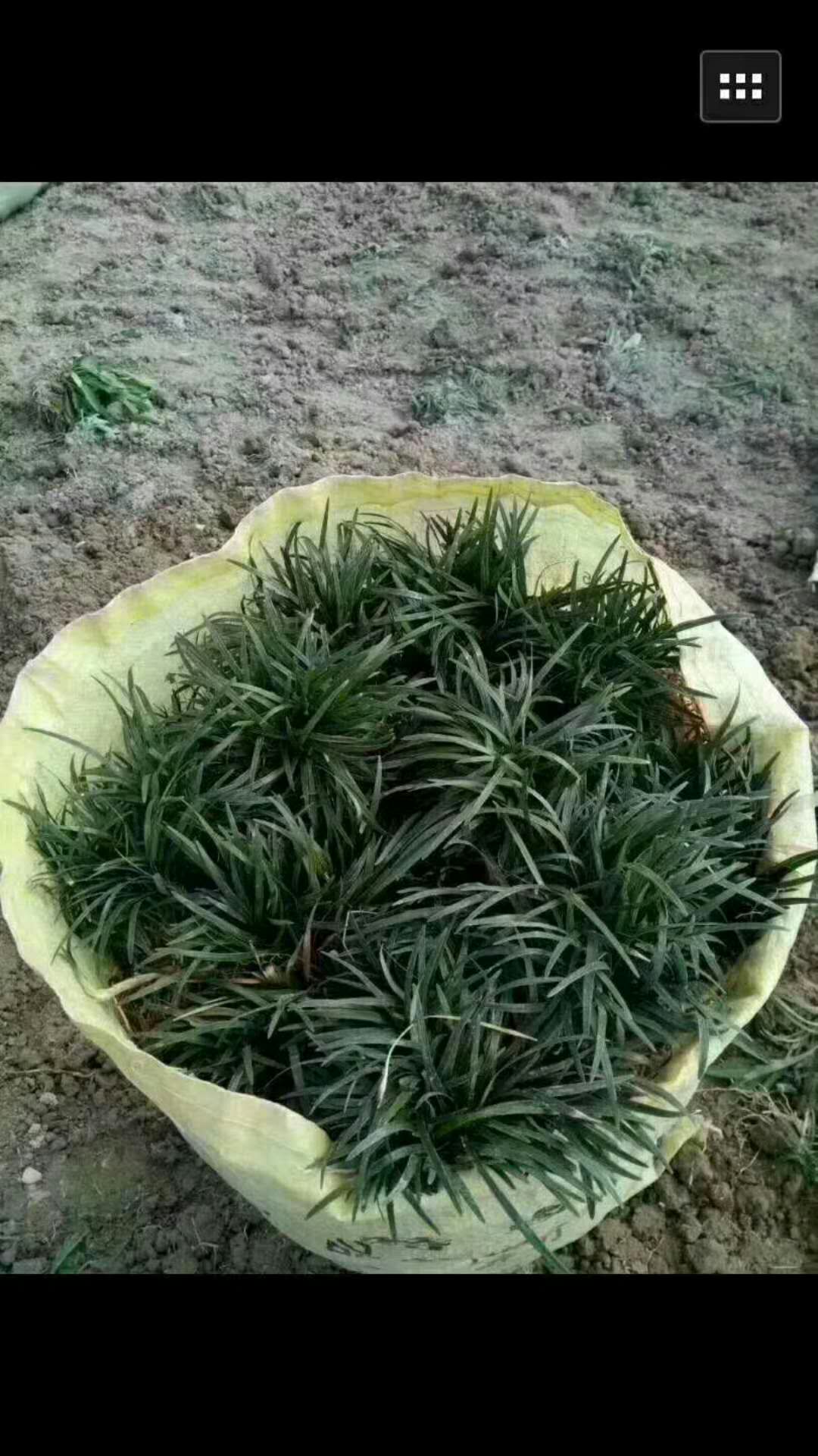 ձDƬ